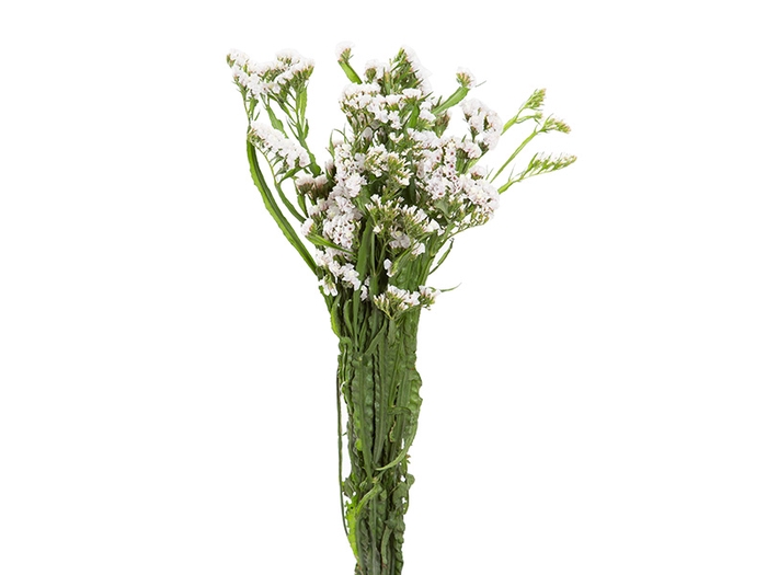 STATICE SINZII WHITE 080 CM