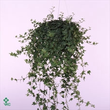 Hedera Sjoelle 13Ø 25cm 45cm