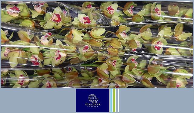 <h4>CYMB T ROSALINE</h4>