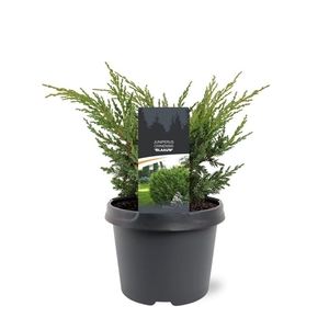 Juniperus chinensis Blauw