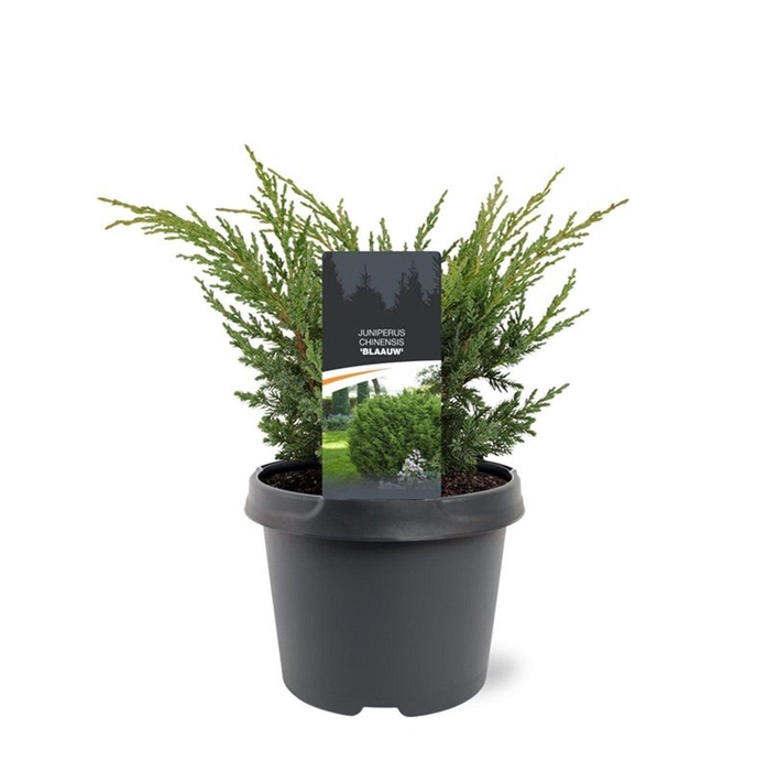 <h4>Juniperus chinensis Blauw</h4>