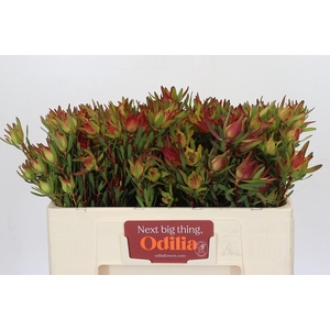 Leucadendron Yellow Blush Spray