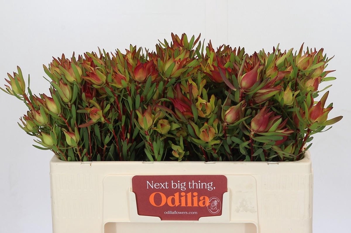 Leucadendron Yellow Blush Spray