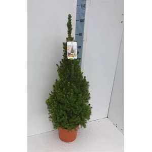 PICEA GL CONICA