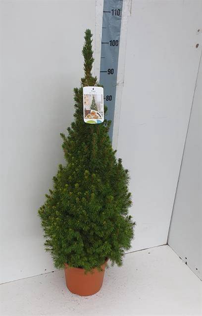 PICEA GL CONICA