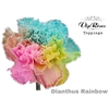 DI ST RAINBOW