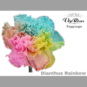 DI ST RAINBOW