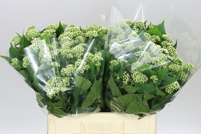 <h4>Eupatorium Ru Braunlaub</h4>