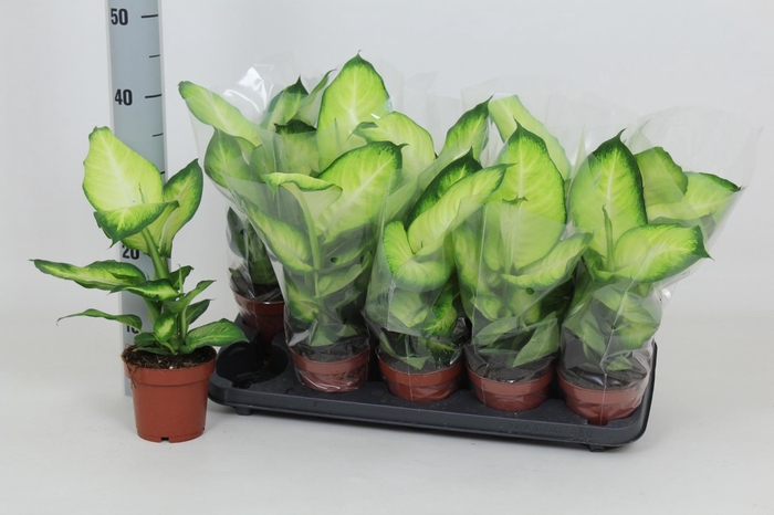 <h4>DIEFF SUMMER STYLE</h4>