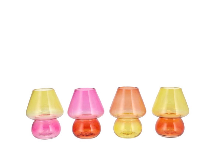 <h4>Bicolore Dutch Orange Mix Mushroom Ass 12x15cm Nm</h4>