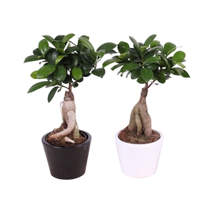 Ficus m. Ginseng ø09cm in ø11cm in Karla Tin Mix