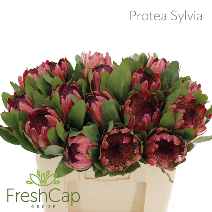 PROTEA SYLVIA