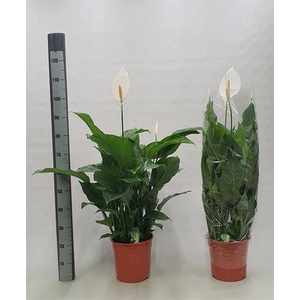 Spathiphyllum Sweet Lauretta 24Ø 95cm 3fl