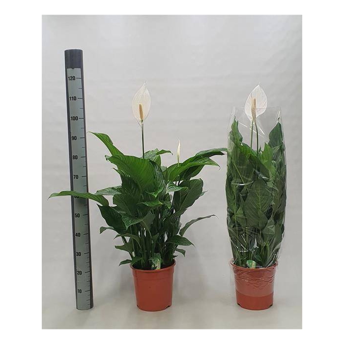 <h4>Spathiphyllum Sweet Lauretta 24Ø 95cm 3fl</h4>