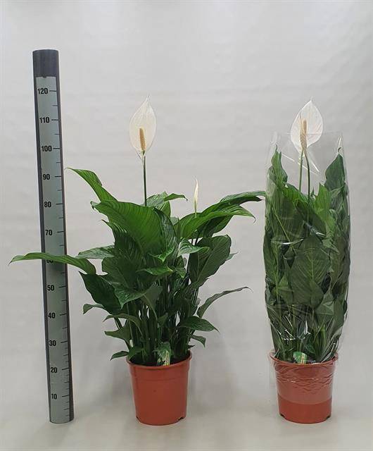 Spathiphyllum Sweet Lauretta 24Ø 95cm 3fl