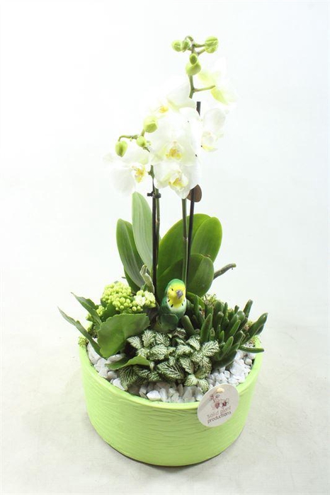 <h4>PH004 STELLA GREEN</h4>