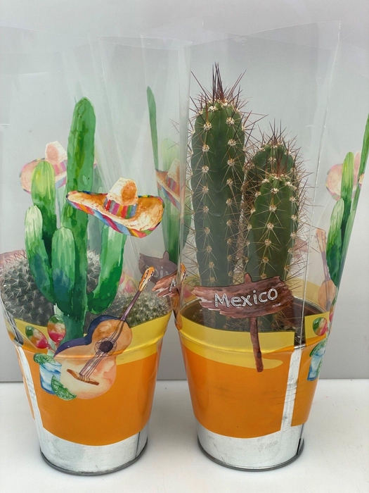 <h4>CACTUS GEM</h4>