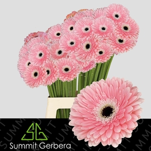 Gerbera Graceland Water x40 Lang