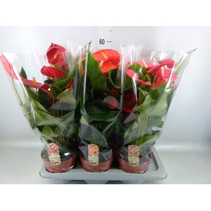 Anthurium   ...mix 4