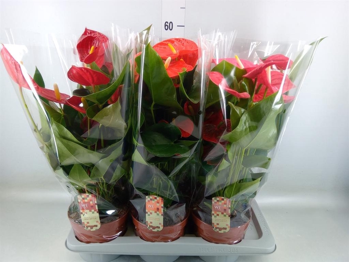 <h4>Anthurium ...mix 4</h4>