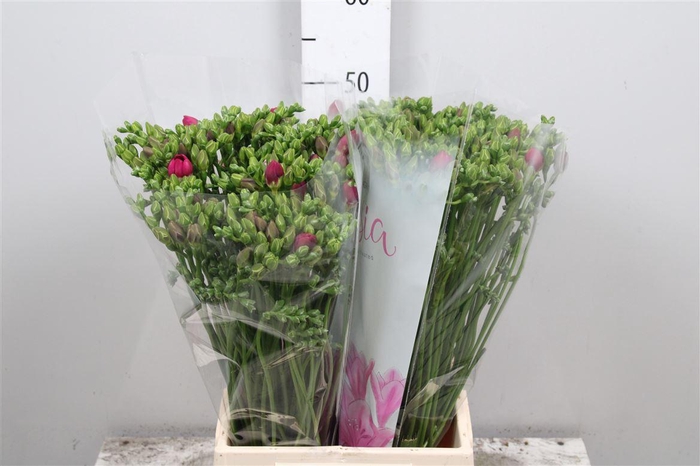 <h4>Fr Du Purple Rain</h4>