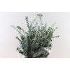 Euca Baby Blue 200gr P Bunch