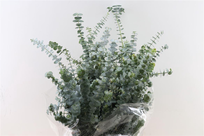 Euca Baby Blue 200gr P Bunch