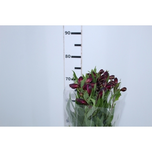 ALSTROEMERIA ONYX 080 CM