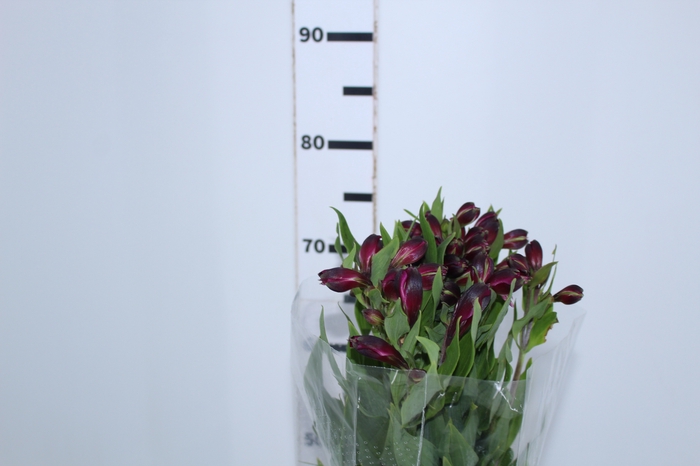 ALSTROEMERIA ONYX 080 CM