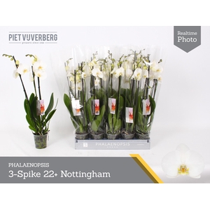 PHAL AN NOTTINGHAM