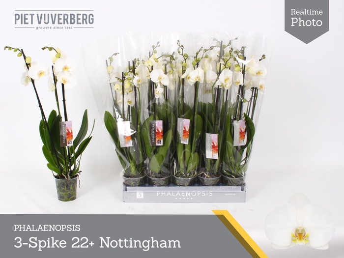 <h4>PHAL AN NOTTINGHAM</h4>