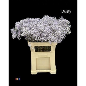 Gyps Xlence Dusty Pastel Milka