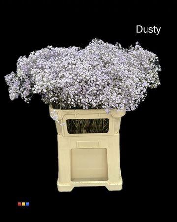 <h4>Gyps Xlence Dusty Pastel Milka</h4>