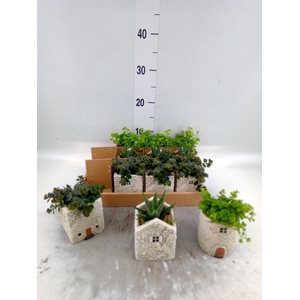 Arr. Kamerplant Groen L%