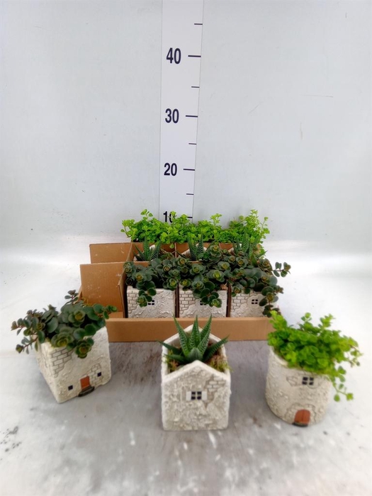 <h4>Arr.   Kamerplant Groen L%</h4>