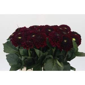 Dahlia Black Fox