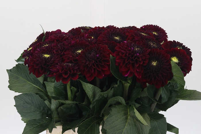<h4>Dahlia Black Fox</h4>