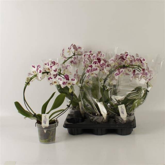 <h4>PHAL OV</h4>