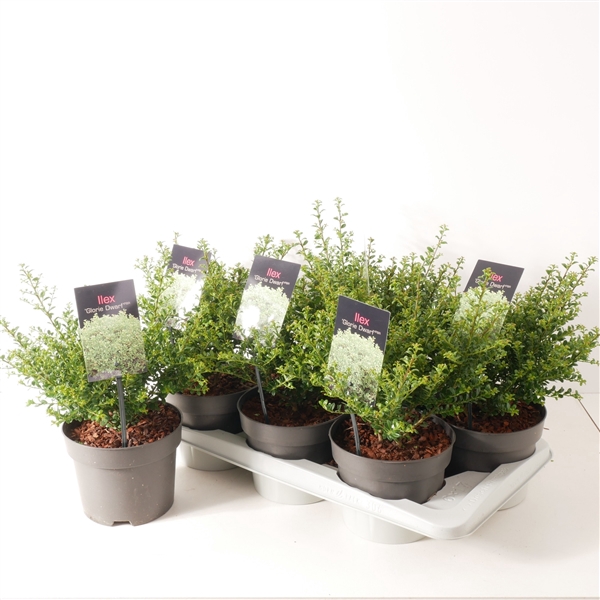 <h4>Ilex crenata 'Glorie Dwarf' P17</h4>