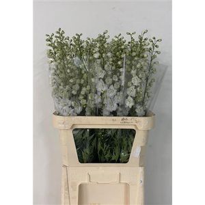 Delph Du Dewi Imp Wh 90cm!!