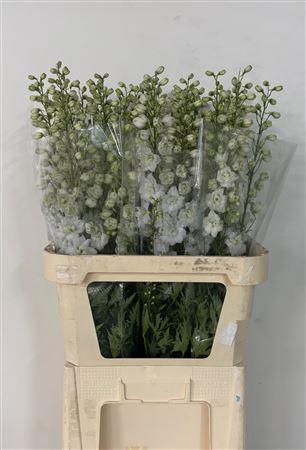 <h4>Delph Du Dewi Imp Wh 90cm!!</h4>