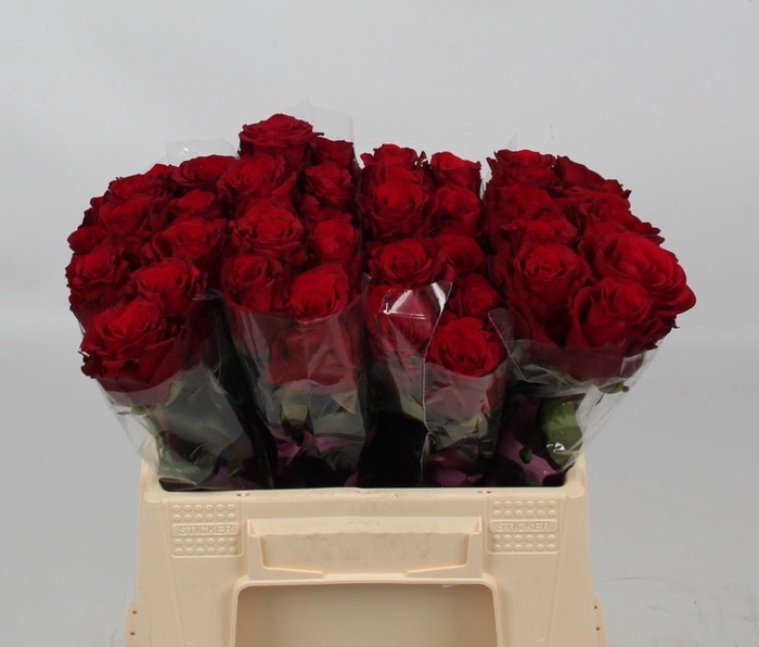 <h4>R GR UPPER CLASS</h4>