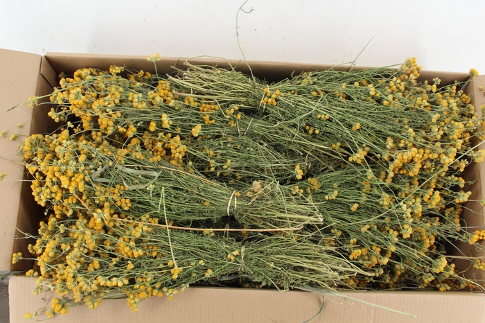 <h4>DF Lona's Bs 160gr</h4>