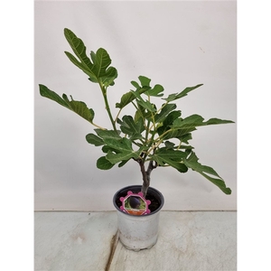 Ficus Carica Bush - 304