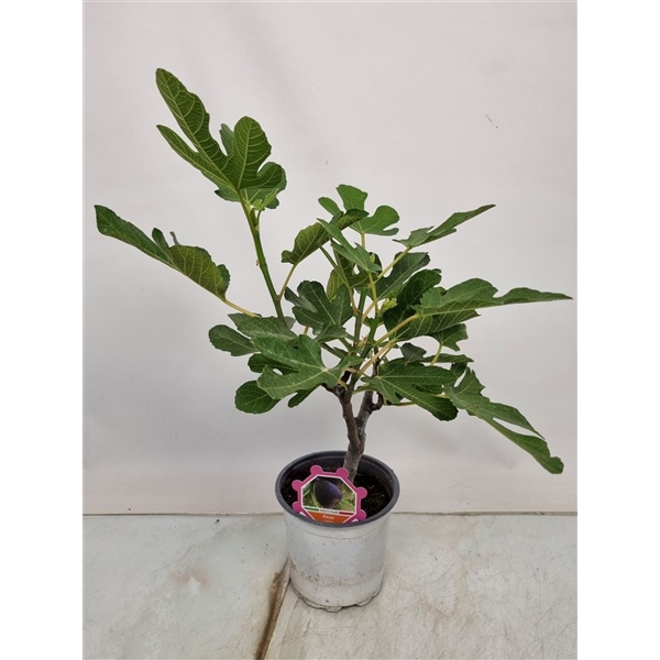 <h4>Ficus Carica Bush - 304</h4>