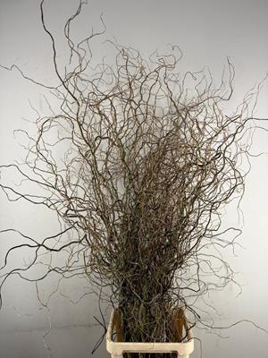 <h4>Salix Tortuosa Gr Ex 150/180cm</h4>