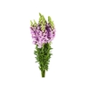 BOCA DE LEAO LAVANDER 070 CM