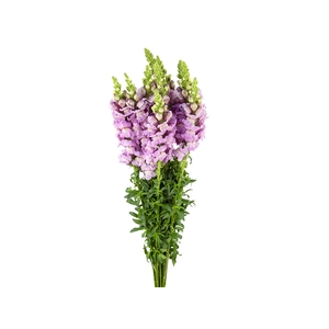 BOCA DE LEAO LAVANDER 070 CM