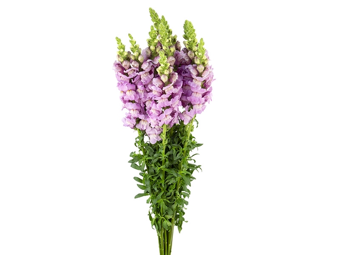 <h4>BOCA DE LEAO LAVANDER 070 CM</h4>