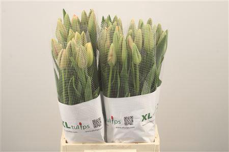 <h4>Tu Fr En Menton</h4>